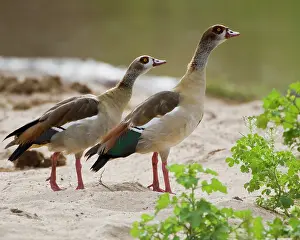 Aegyptiacus: Africa. Tanzania. Egyptian Geese displaying