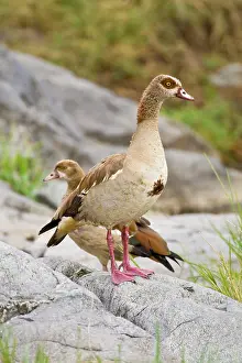 Aegyptiacus: Africa. Tanzania. Egyptian Geese in Serengeti