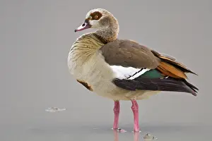 Aegyptiacus: Africa. Tanzania. Egyptian Goose in Ngorongoro
