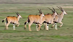 Eland: Africa. Tanzania. Elands at Ndutu in the