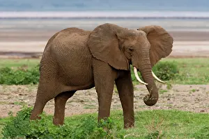 Manyara: Africa. Tanzania. Elephant at Lake Manyara