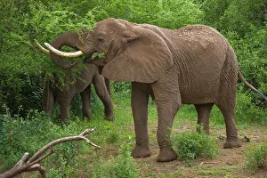 Manyara: Africa. Tanzania. Elephant at Lake Manyara