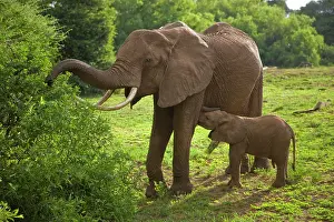 Manyara: Africa. Tanzania. Elephant mother and calf