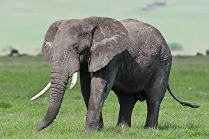 Wrinkle: Africa. Tanzania. Elephant at Ngorongoro