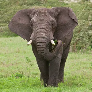 Ngorongoro: Africa. Tanzania. Elephant at Ngorongoro