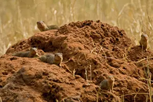 Termite: Africa. Tanzania. A family of Dwarf Mongoose