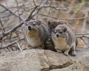 Tarangire: Africa. Tanzania. A family of Rock Hyrax