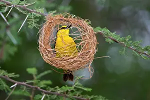 Circular: Africa. Tanzania. Female Black-Necked Weaver
