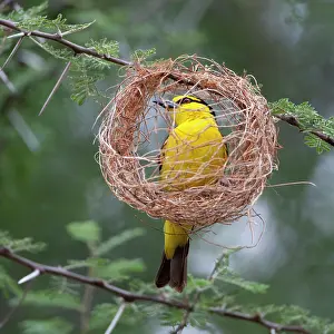 Tarangire: Africa. Tanzania. Female Black-Necked Weaver