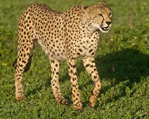 Ndutu: Africa. Tanzania. Female Cheetah at Ndutu