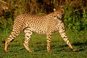 Ndutu: Africa. Tanzania. Female Cheetah at Ndutu
