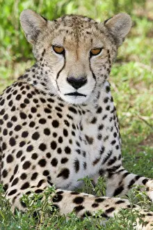 Ndutu: Africa. Tanzania. Female Cheetah at Ndutu