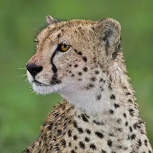 Ndutu: Africa. Tanzania. Female Cheetah at Ndutu