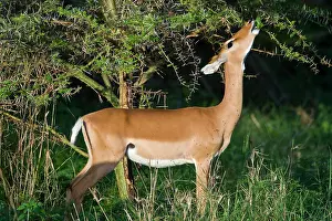 Manyara: Africa. Tanzania. Female Impala antelope