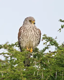 Ndutu: Africa. Tanzania. Female Lesser Kestrel