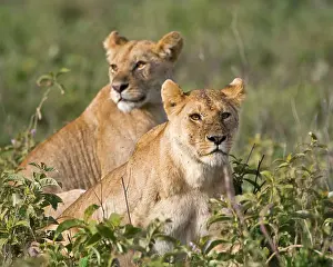 Ndutu: Africa. Tanzania. Female Lions after feasting
