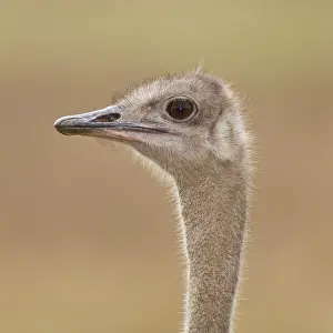 Ngorogoro: Africa. Tanzania. Female Ostrich at Ngorongoro