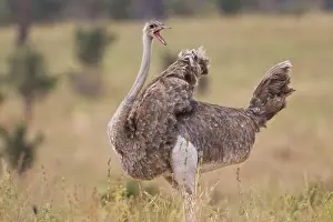 Tarangire: Africa. Tanzania. Female Ostrich at Tarangire