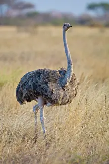 Tarangire: Africa. Tanzania. Female Ostrich at Tarangire