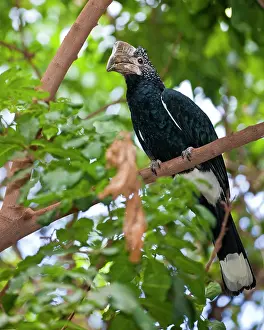 Bycanistes: Africa. Tanzania. Female Silvery-Cheeked