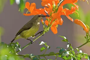 Nectarinia: Africa. Tanzania. Female Variable Sunbird