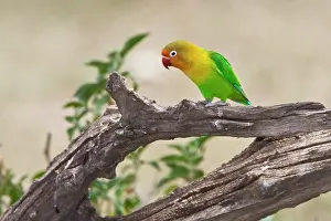 Fischeri: Africa. Tanzania. Fischer's Lovebird at