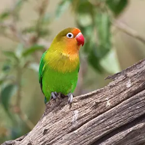 Fischeri: Africa. Tanzania. Fischer's Lovebird at