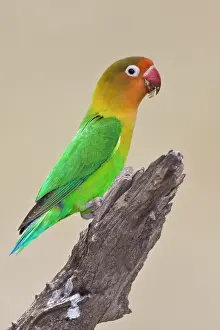 Fischeri: Africa. Tanzania. Fischer's Lovebird at
