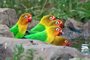Fischeri: Africa. Tanzania. Fischer's Lovebirds drinking