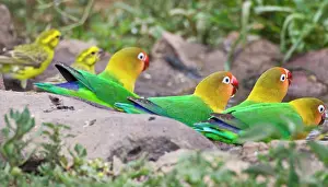 Fischeri: Africa. Tanzania. Fischer's Lovebirds drinking