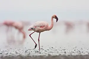 Minor: Africa. Tanzania. Flock of Lesser Flamingoes
