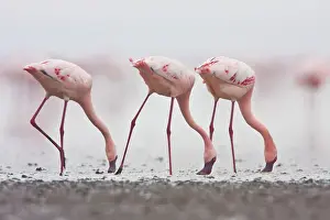Minor: Africa. Tanzania. Flock of Lesser Flamingoes
