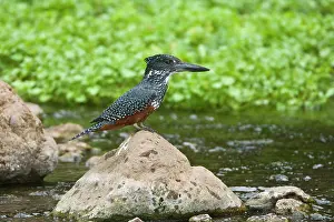 Maxima: Africa. Tanzania. Giant Kingfisher in Manyara