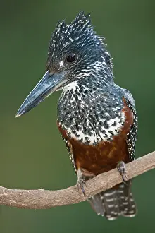 Maxima: Africa. Tanzania. Giant Kingfisher in Manyara