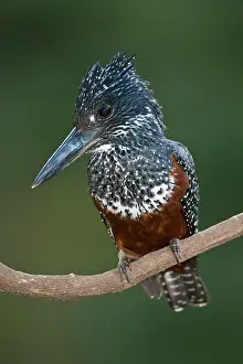 Maxima: Africa. Tanzania. Giant Kingfisher in Manyara