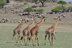Herdsmen: Africa. Tanzania. Giraffes approach a Masai