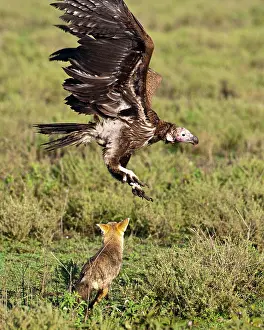 Tracheliotus: Africa. Tanzania. Golden Jackal and Lappet-Faced