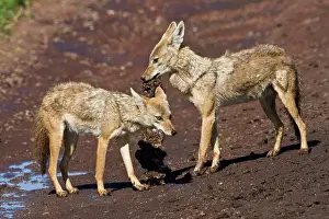 Jackal: Africa. Tanzania. Golden Jackal at Ngorongoro
