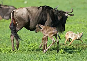 Infant: Africa. Tanzania. Golden Jackals investigate