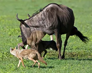 Infant: Africa. Tanzania. Golden Jackals investigate