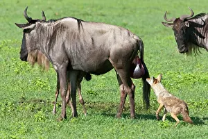 Infant: Africa. Tanzania. Golden Jackals investigate