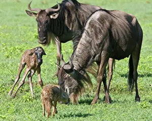 Infant: Africa. Tanzania. Golden Jackals investigate