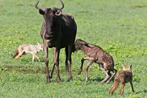 Infant: Africa. Tanzania. Golden Jackals investigate