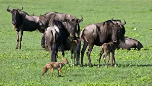 Birth: Africa. Tanzania. Golden Jackals investigate