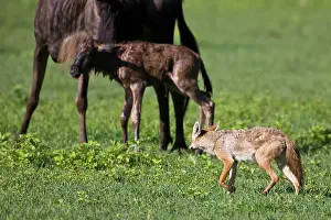 Infant: Africa. Tanzania. Golden Jackals investigate