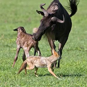 Infant: Africa. Tanzania. Golden Jackals investigate