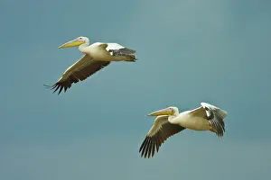 Pelicans: Africa. Tanzania. Great White Pelicans flying