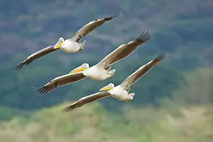 Pelicans: Africa. Tanzania. Great White Pelicans flying