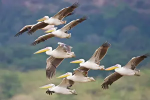 Pelicans: Africa. Tanzania. Great White Pelicans flying