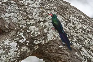 Hoopoe: Africa. Tanzania. Green Wood-Hoopoe at Tarangire